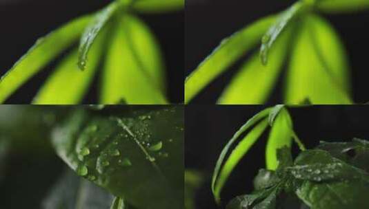 下雨植物雨滴小合集高清在线视频素材下载