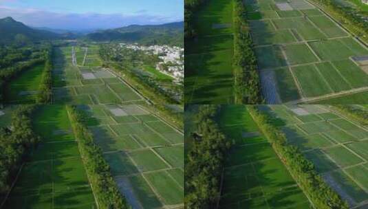 航拍绿色的田野 水稻高清在线视频素材下载