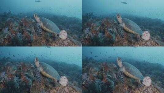 在深海里游泳的海龟特写高清在线视频素材下载