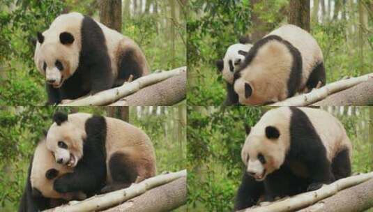两只国宝大熊猫特写高清在线视频素材下载