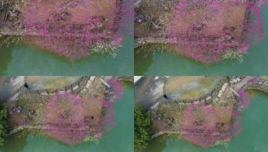 杭州萧山进化镇梅园航拍高清在线视频素材下载