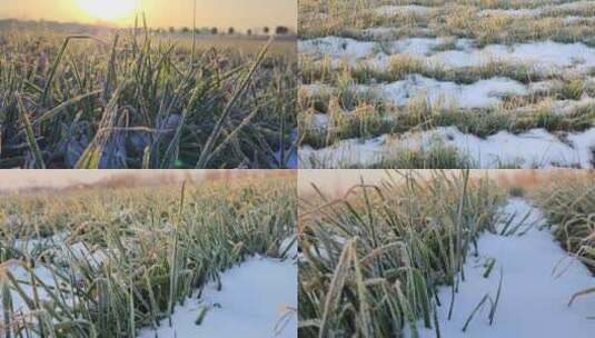 8K冬天小麦 霜降 麦苗结晶结霜上霜冰晶高清在线视频素材下载