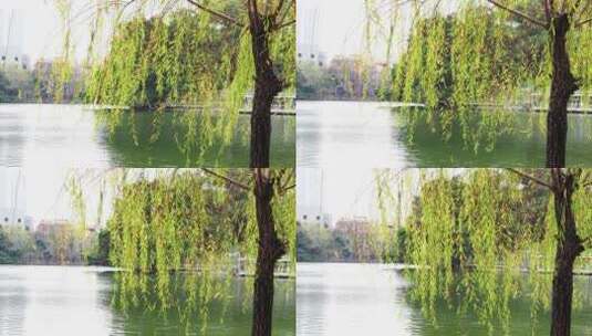 广州东山湖公园随风飘舞柳树高清在线视频素材下载