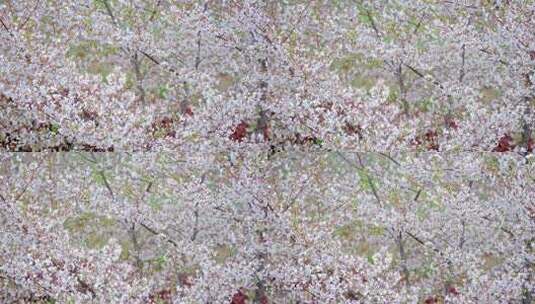 樱花园樱花树下游客视频高清在线视频素材下载