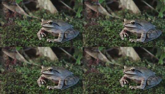 竹蛙眨眼睛高清在线视频素材下载