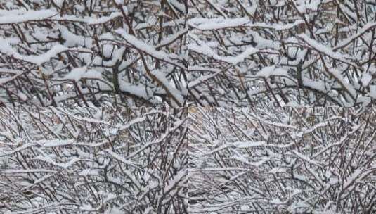 覆盖积雪的树挂高清在线视频素材下载