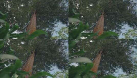 夏日森林的大树高清在线视频素材下载
