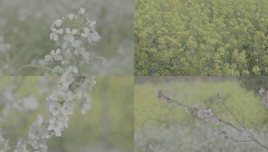 春意盎然的花朵   4K60P升格vlog源素材高清在线视频素材下载