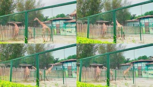 4K动物长颈鹿6高清在线视频素材下载