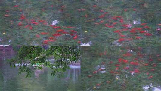 河里一群红色金鱼高清在线视频素材下载