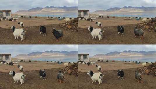 西藏那曲当惹雍措湖畔牧场人家羊群风光高清在线视频素材下载