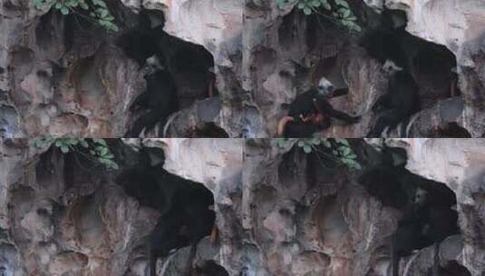 Z 4K 广西桂西白头叶猴爬山2高清在线视频素材下载