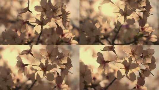 春天夕阳下阳光下逆光的樱花慢镜头高清在线视频素材下载