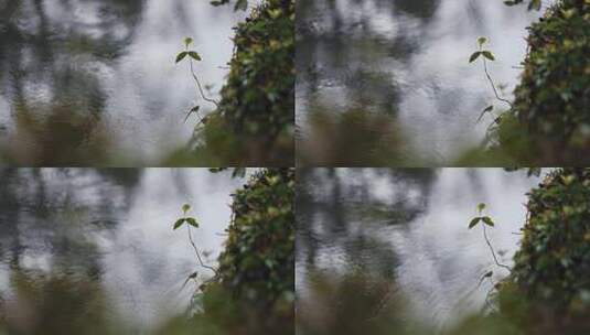 【正版素材】自然雨景水滴唯美水波纹高清在线视频素材下载
