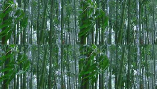 竹林雨景 风雨中摇摆的竹叶高清在线视频素材下载