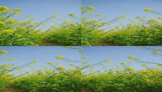 4K植物素材——油菜花高清在线视频素材下载