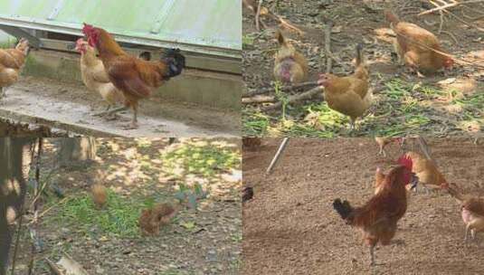 鸡养殖高清在线视频素材下载