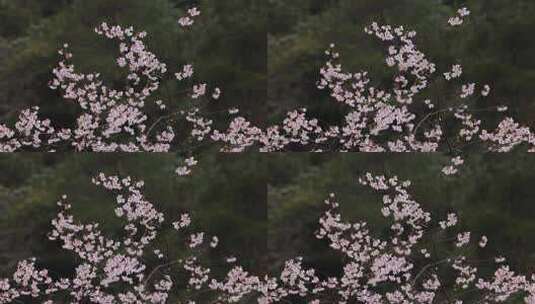 风中摇曳的野樱花高清在线视频素材下载