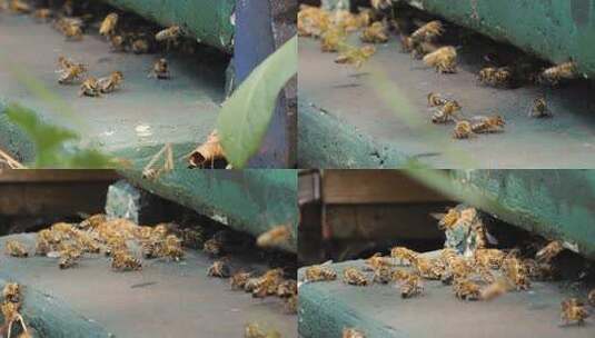 勤劳的蜜蜂（慢动作）高清在线视频素材下载