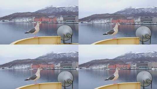 海鸥在船上凝视——在我们度假的时候在湖里乘船旅行时拍了这张照片高清在线视频素材下载
