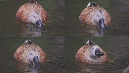 一只红铲鸭在水面上以小型无脊椎动物和藻类为食高清在线视频素材下载