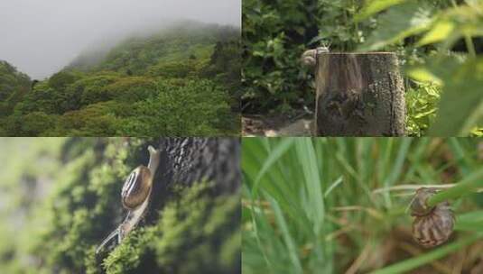 森林空气水小溪大自然树叶树林昆虫生物蜗牛高清在线视频素材下载