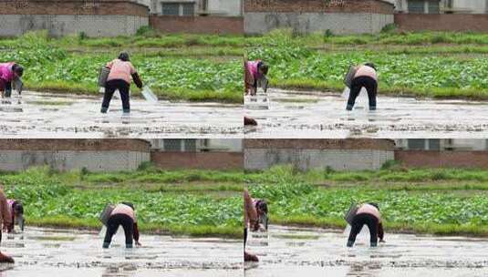 农民撒播水稻种子春天立春雨水芒种小满稻谷高清在线视频素材下载