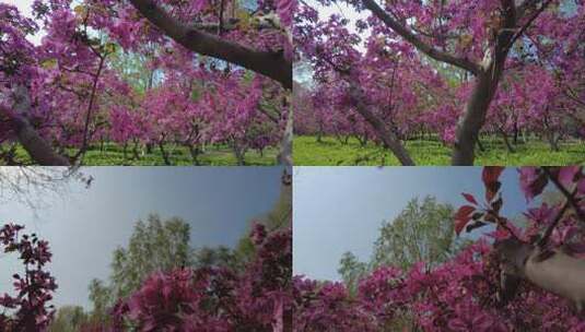 春天森林公园海棠花盛放唯美清新浪高清在线视频素材下载