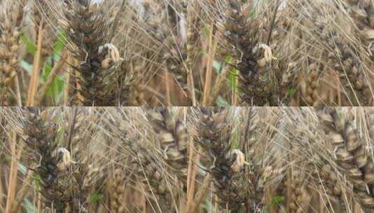 农田里发芽的小麦高清在线视频素材下载