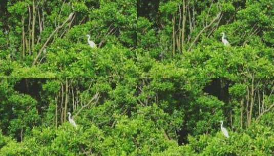 红树林湿地 海边红树林 候鸟 栖息地航拍高清在线视频素材下载
