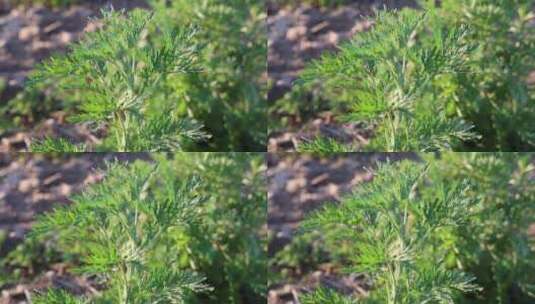 野生植物：艾蒿高清在线视频素材下载