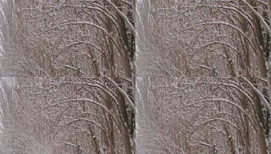 雪景冬天树林高清在线视频素材下载