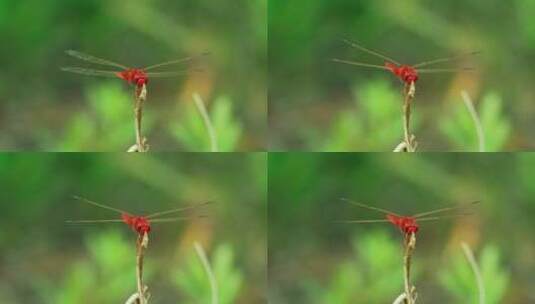 大自然红蜻蜓高清在线视频素材下载