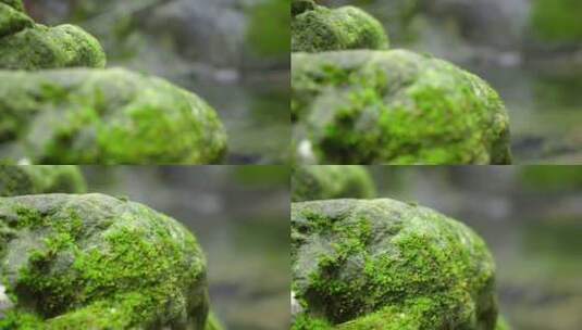 大自然 山野 小溪 苔藓高清在线视频素材下载