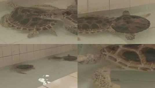 广东惠州惠东海龟馆绿海龟4K实拍视频高清在线视频素材下载