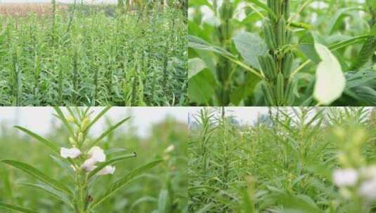 芝麻 黑芝麻 白芝麻 芝麻授粉高清在线视频素材下载