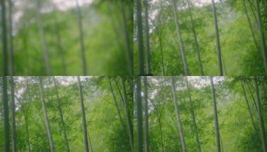 大自然  春天  夏天 竹林高清在线视频素材下载
