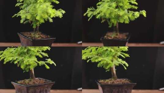 盆栽植物 阳台植物 水杉高清在线视频素材下载