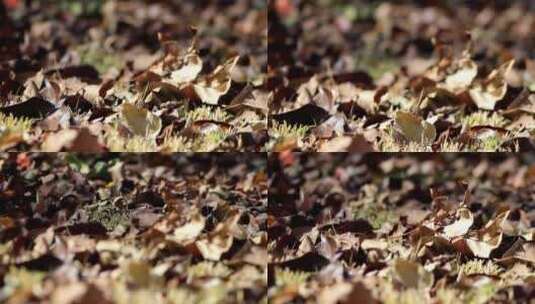 秋风、落叶、秋叶、秋风扫落叶高清在线视频素材下载