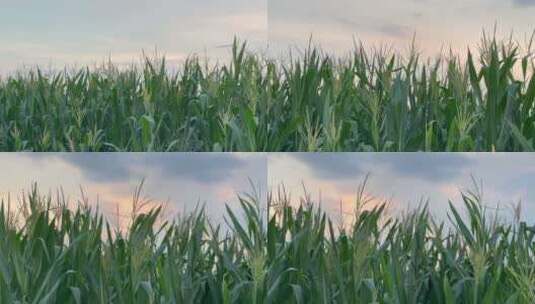 落日余晖晚霞风吹玉米地高清在线视频素材下载
