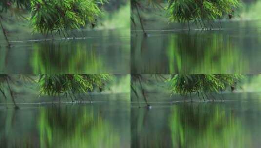 在水边的竹子倒映在水里唯美空镜素材高清在线视频素材下载