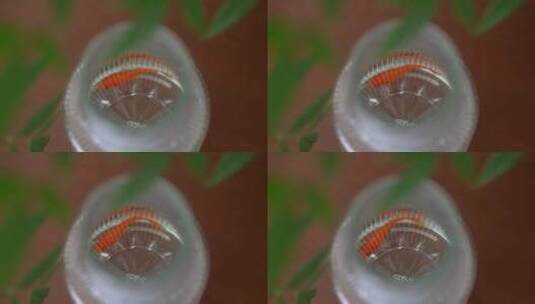 实拍鱼缸里孤独小金鱼高清在线视频素材下载