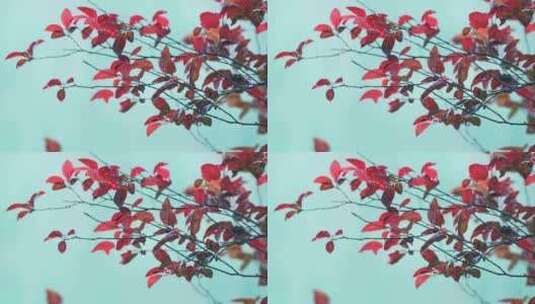 秋雨红叶树木枝叶风景高清在线视频素材下载