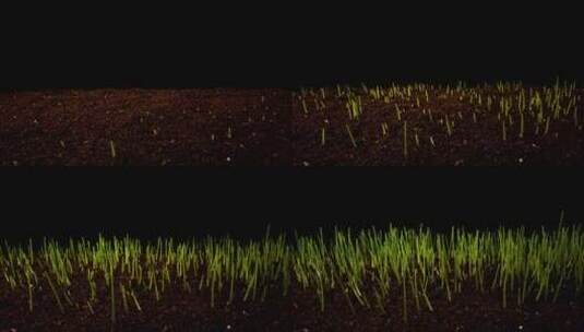 种子生根发芽植物生长生命生长高清在线视频素材下载