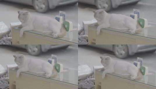 街头的慵懒小猫高清在线视频素材下载