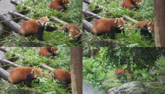 一群小熊猫吃竹子高清在线视频素材下载