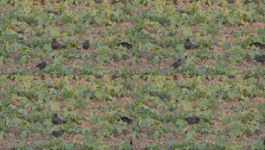 八哥鸟乌鸦偷吃农民种植蔬菜高清在线视频素材下载