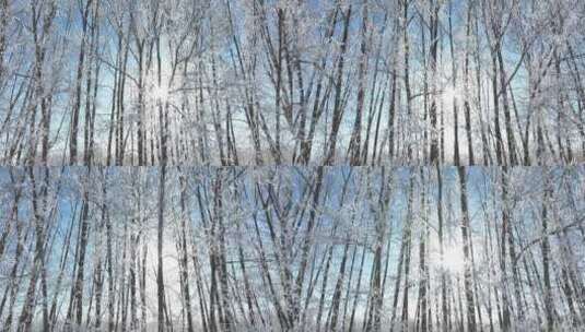 杨树林树枝树挂冬日阳光雾凇雪霁高清在线视频素材下载