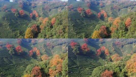 杭州龙井村茶园秋季风光高清在线视频素材下载