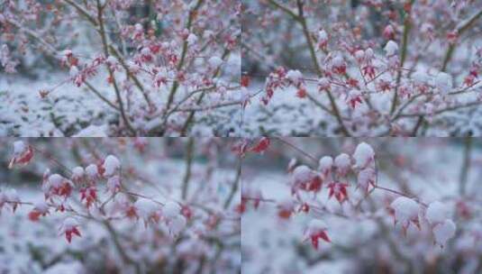 枫叶积雪素材高清在线视频素材下载